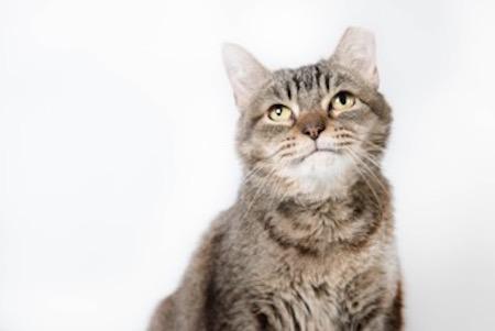 A portrait photograph of one of the cats from the Best Friends Animal Society in Mancuso's series. (Kim Mancuso)