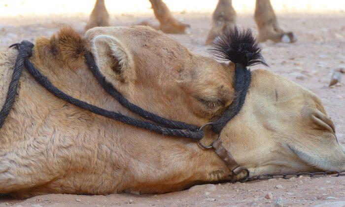 Mourning Camel Stops Taking Food and Water After Police Caretaker Dies of Heart Attack