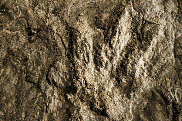 Fossilized dinosaur footprint is shown on a paving stone at the Valley Forge National Historical Park in Valley Forge, Pa., on Feb. 28, 2019. (Matt Rourke/AP Photo)