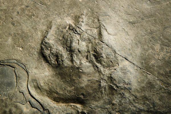 A fossilized footprint from a non-dinosaur reptile, a relative of the modern crocodile, is shown on a paving stone at the Valley Forge National Historical Park in Valley Forge, Pa., on Feb. 28, 2019. (Matt Rourke/AP Photo)