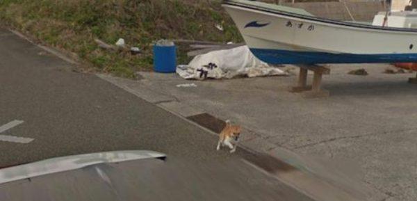 The dog then begins to chase the car (Google Street)