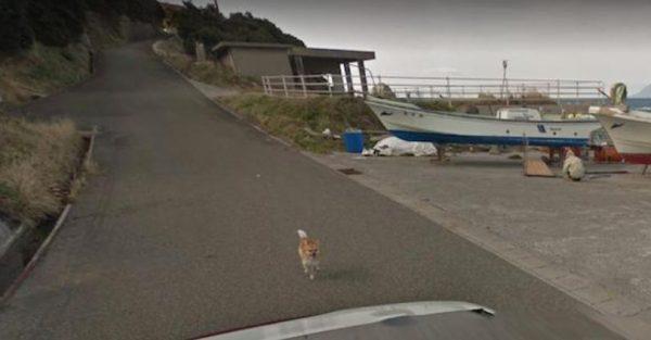 The dog keeps going (Google Street)