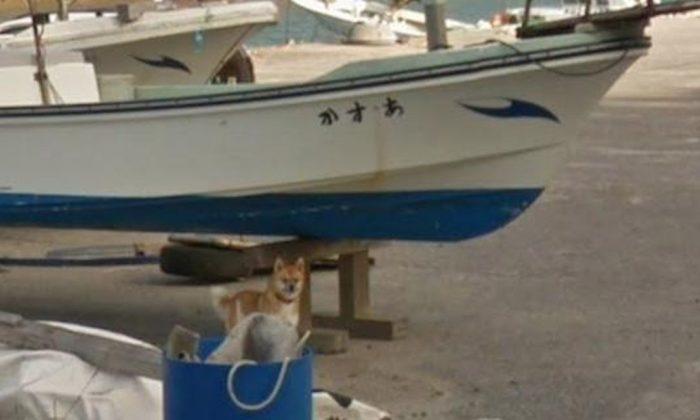 Dog Becomes Star Due to Google Street View