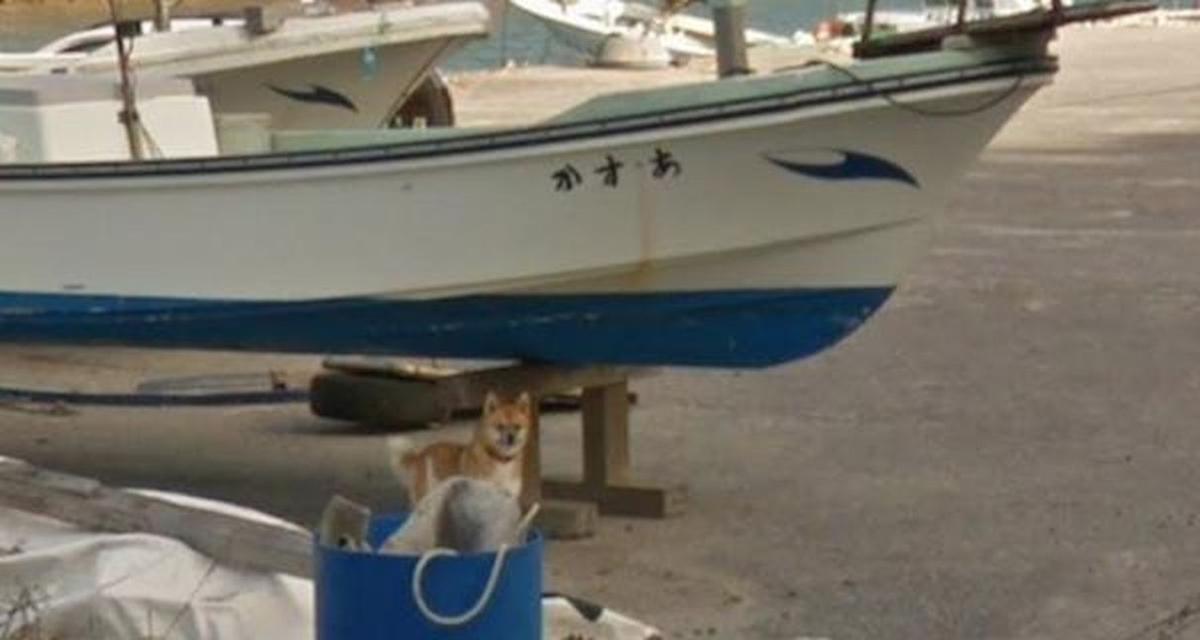 Dog Becomes Star Due to Google Street View