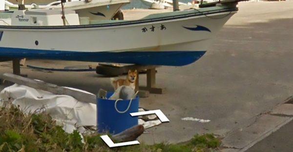 The dog takes notice of the car (Google Street View)