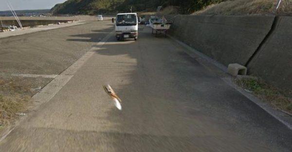 Once the car stops, the dog then disappears (Google Street)