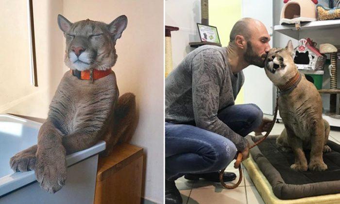 90-Pound Puma Rescued From a Zoo Lives the Life of Luxury in a Russian Apartment