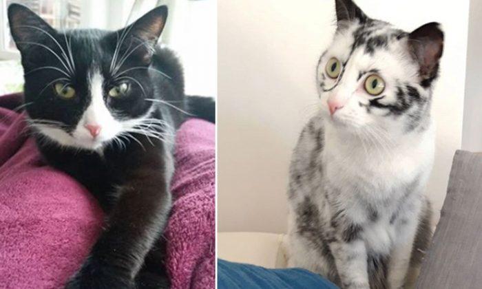 Cat’s Rare Skin Condition Results in Mesmerizing Changes to Its Fur Color Every Day