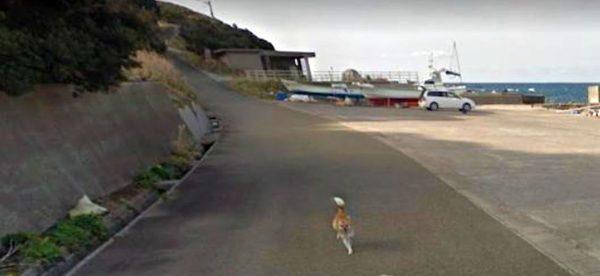 It chases for more than a few frames (Google Street)