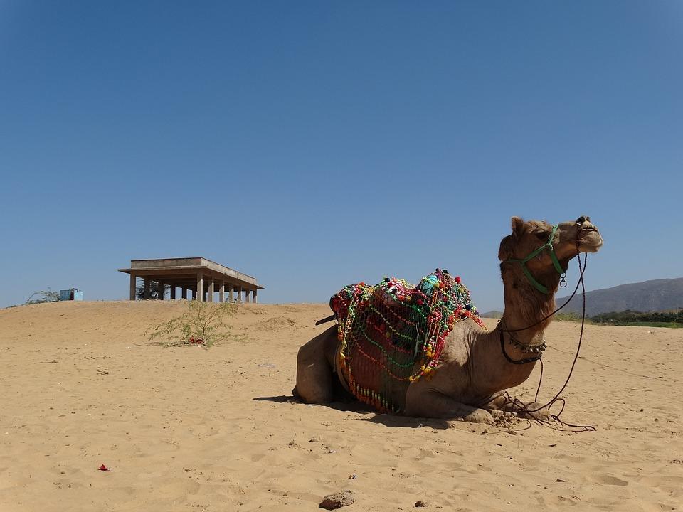 Stock image of a camel in the Thar desert of India. (Vika Martins/Pixabay)