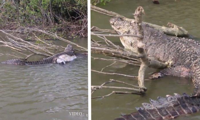 Police Investigate as Aussie Town Mourns Loss of Iconic Old Croc