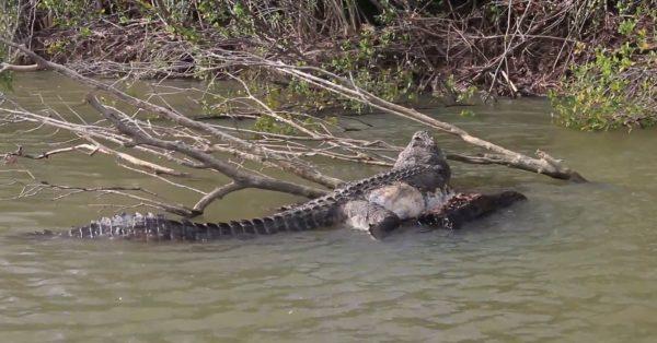Police are investigating the death of the crocodile in Cardwell, Australia, after reports that the reptile may have been shot. (RyanMoodyFishing.com via Storyful)
