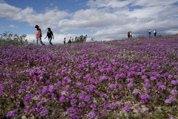 People walk among wildflowers in bloom near Borrego Springs, Calif., on March 6, 2019. (Gregory Bull/AP Photo)
