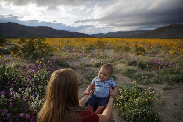 Rene Garcia holds her 3-month-old son Brandon amid wildflowers in bloom near Borrego Springs, Calif., on March 6, 2019. (Gregory Bull/AP Photo)