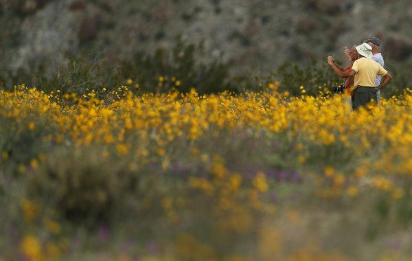 A group of men take pictures with their phones as they stand among wildflowers in bloom near Borrego Springs, Calif., on March 6, 2019. (Gregory Bull/AP Photo)