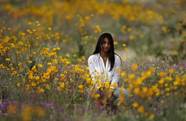 A woman sits in a field of wildflowers in bloom near Borrego Springs, Calif., on March 6, 2019. (Gregory Bull/AP Photo)
