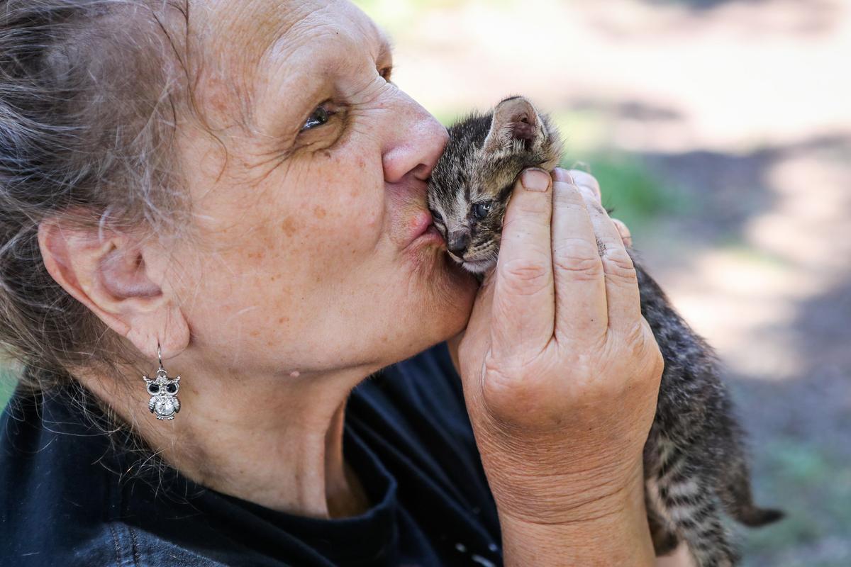 New Law Hopes to Save Kittens From Being Killed After Use in Research