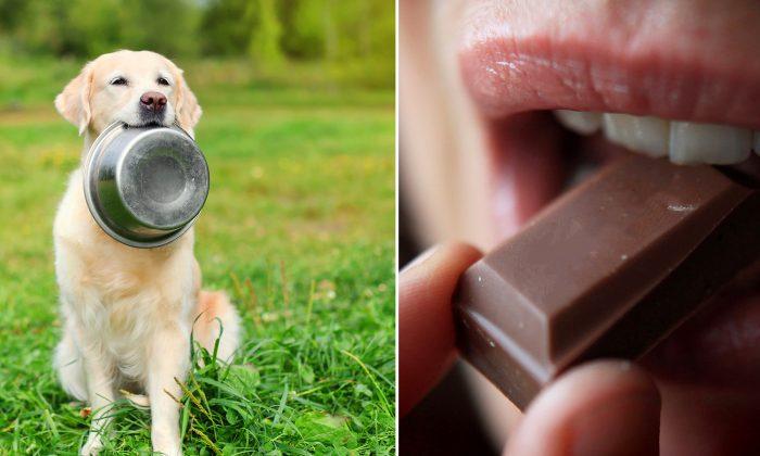 10 Human Foods That Can Harm or Even Kill Your Beloved Dogs. #1 Is Chocolate