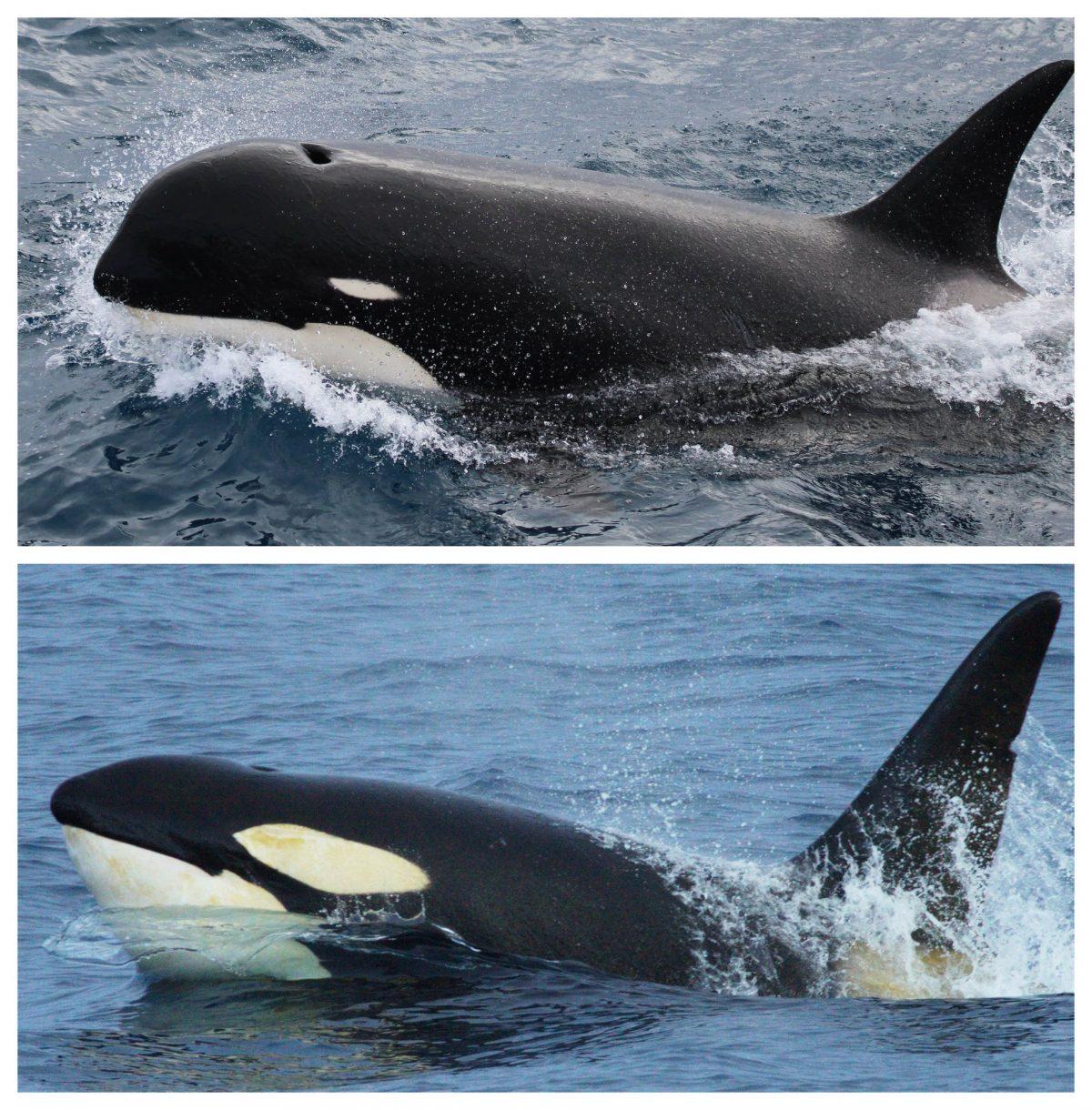 This combination of photos provided by Paul Tixier and NOAA shows a Type D killer whale, top, and a more common killer whale. (Paul Tixier/CEBC CNRS/MNHN Paris, Robert Pitman/NOAA via AP)