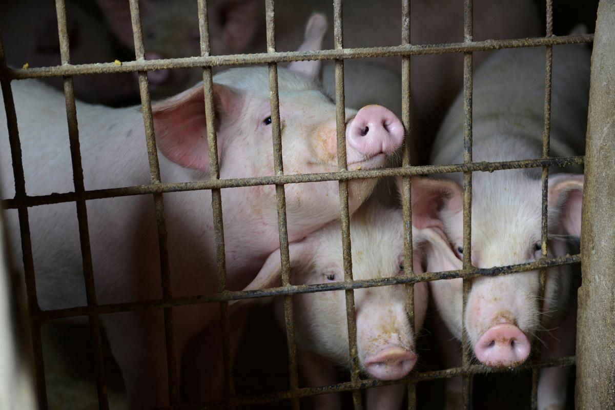 China Hog Prices Hit 14-Month High as African Swine Fever Slashes Output