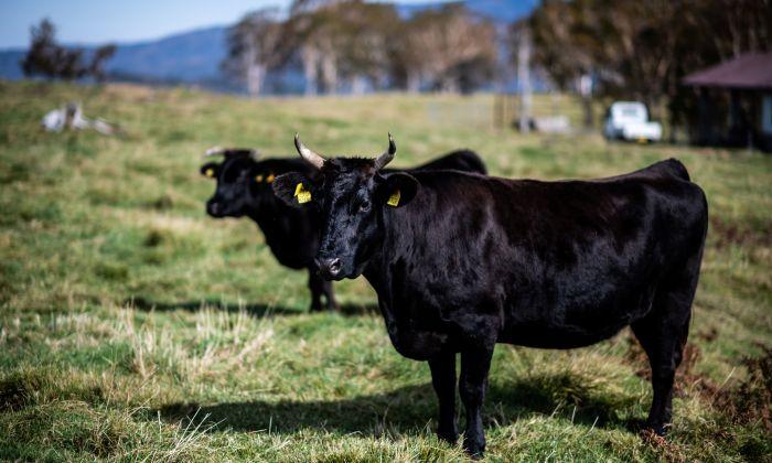 Australian Wagyu Beef Production Sees Demand Outpace Supply