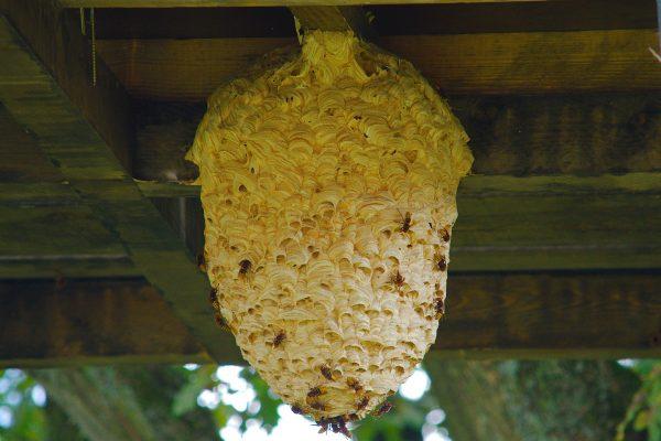 A wasp hive hangs from a beam. (Pixabay)