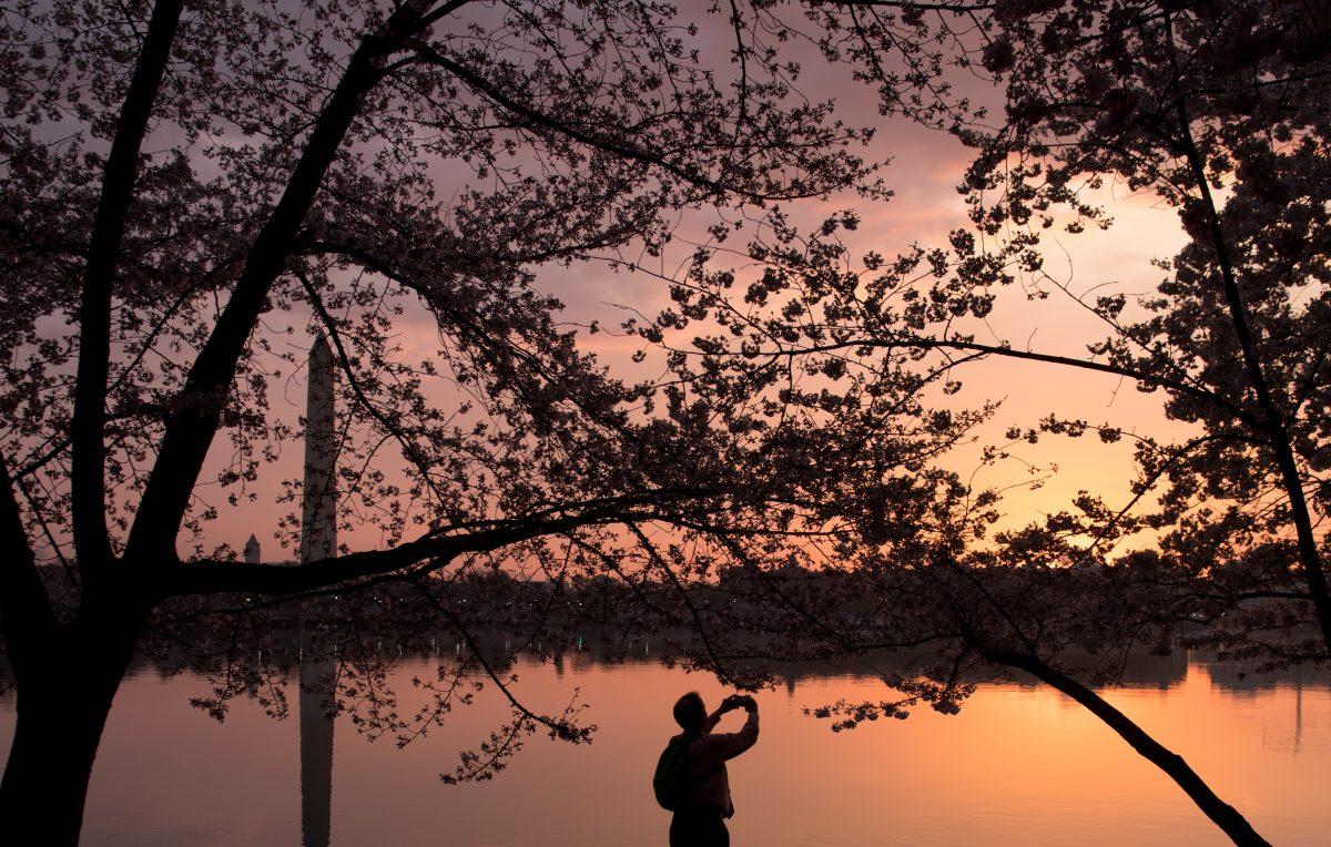 A man photographs the Cherry Blossom trees as they bloom around the Tidal Basin at sunrise in Washington on April 4, 2018. (Saul Loeb/AFP/Getty Images)