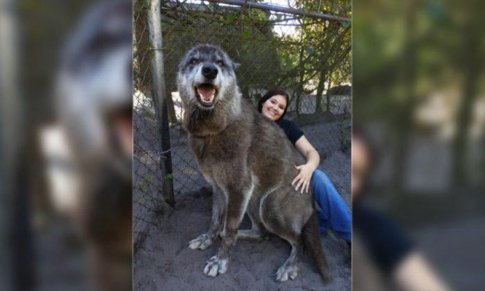 Florida Sanctuary Rescues Giant Wolf ‘Yuki’ From Kill Shelter