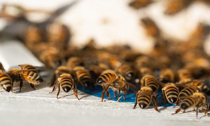 20,000-Bee Swarm Follows Woman's Car for 2 Days When Queen Gets Trapped Inside