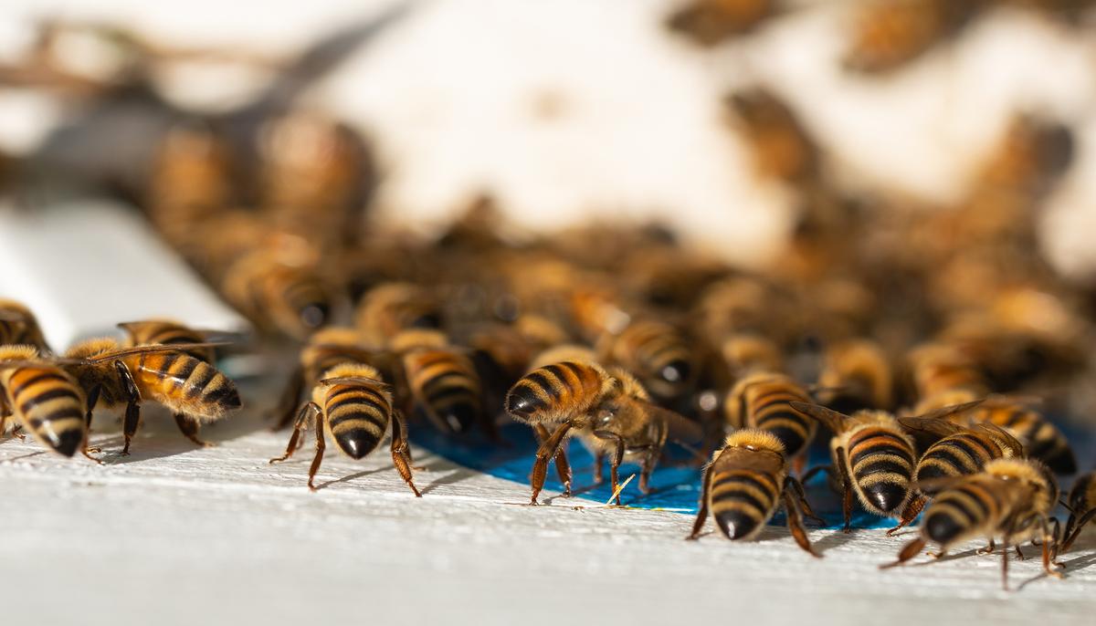 20,000-Bee Swarm Follows Woman’s Car for 2 Days When Queen Gets Trapped Inside