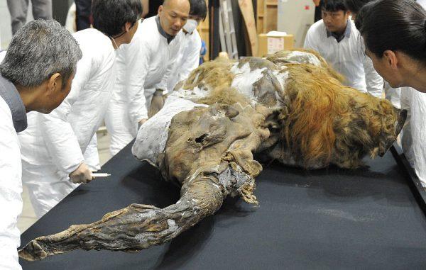 A 39,000-year-old female baby woolly mammoth named Yuka from the Siberian permafrost is surrounded by exhibition staff at an exhibition in Yokohama, suburban Tokyo on July 9, 2013. The frozen woolly mammoth will be exhibited from July 13 until September 16. (KAZUHIRO NOGI/AFP/Getty Images)