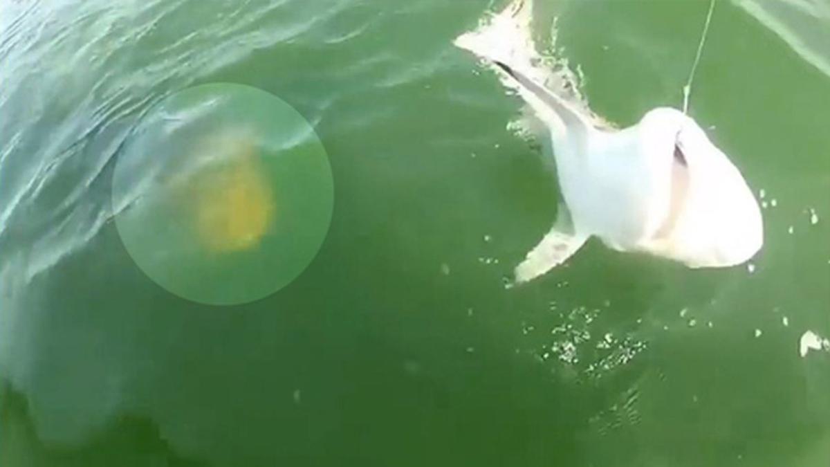 Video: Grouper Eats Small Shark in Single Bite