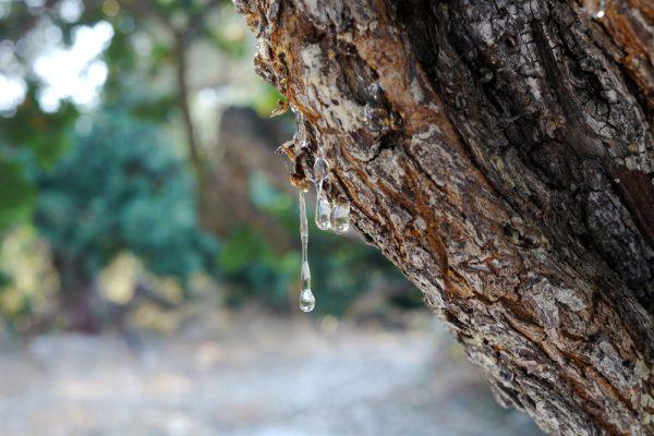 Beads of liquid sap hang from the bark of the mastic tree like teardrops. (Shutterstock)