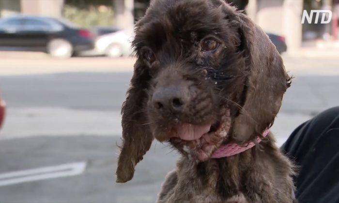 Rescued Dog Found Infested With Maggots, Case Under Investigation