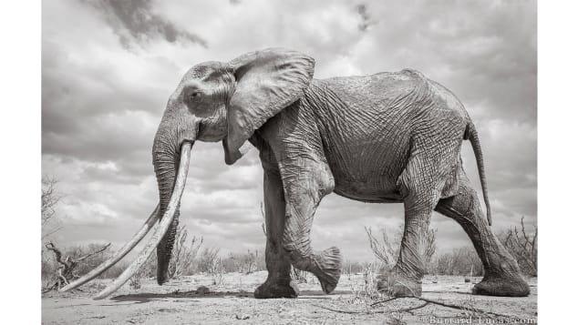 Wildlife photographer Will Burrard-Lucas took these striking shots of a rare "big tusker" elephant in Kenya. (Courtesy Will Burrard-Lucas)