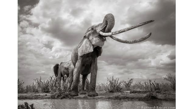 Burrard-Lucas wants his images to promote wildlife conservation. (Courtesy Will Burrard-Lucas)