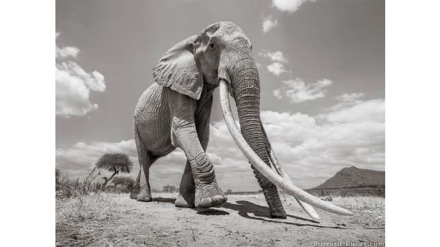 Burrard-Lucas worked in partnership with the Tsavo Trust to take the pictures (Courtesy Will Burrard-Lucas)
