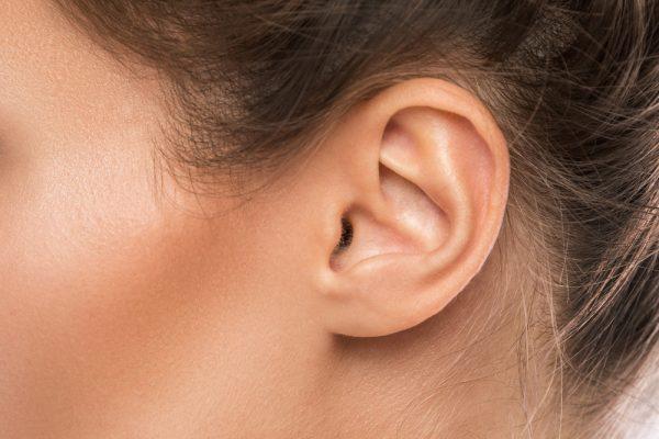 Small ear may indicate kidney problem (BLACKDAY/Shutterstock)