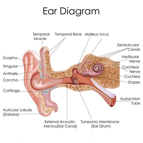 Ear structure (Vecton/Shutterstock)
