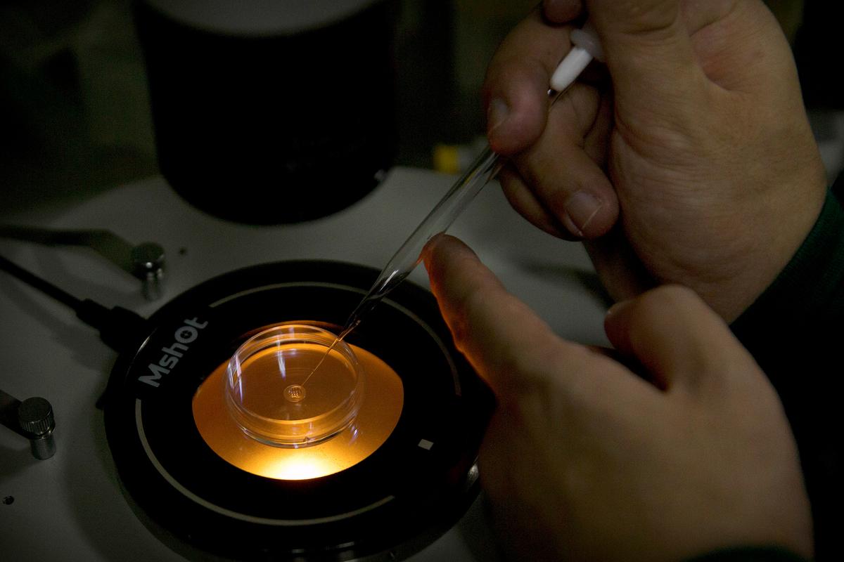 Scientists Back Temporary Global Ban on Gene-Edited Babies