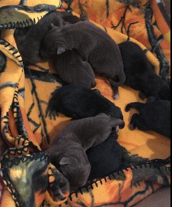 The puppies abandoned in a sack in Marshfield. (Marshfield Police Department)