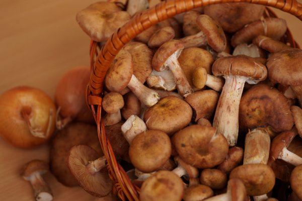 Authorities are warning Australians to not go mushroom picking after the recent wet weather has caused deathcap mushrooms to appear early. (Kopikya/Shutterstock)