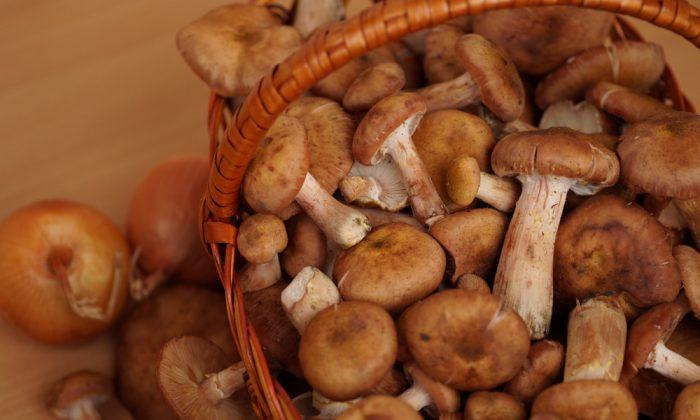 Cook of Deadly Suspected Mushroom Meal Denies Foul Play