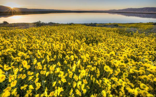 Flowers bloom at the Carrizo Plain National Monument in Calif. in 2017. (Bob Wick/Bureau of Land Management)