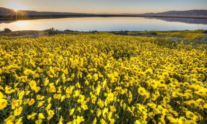 Thousands Swarm to Catch Glimpse of California’s Rare Super Bloom