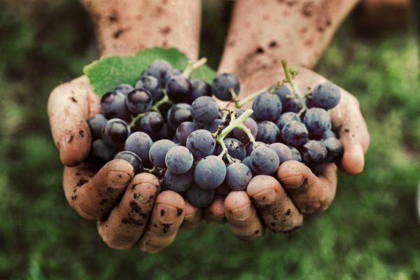 Natural wines are made with organically farmed grapes. (Shutterstock)