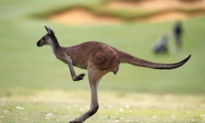 Video Shows Kangaroo Attacking Australian Paraglider After Perfect Landing