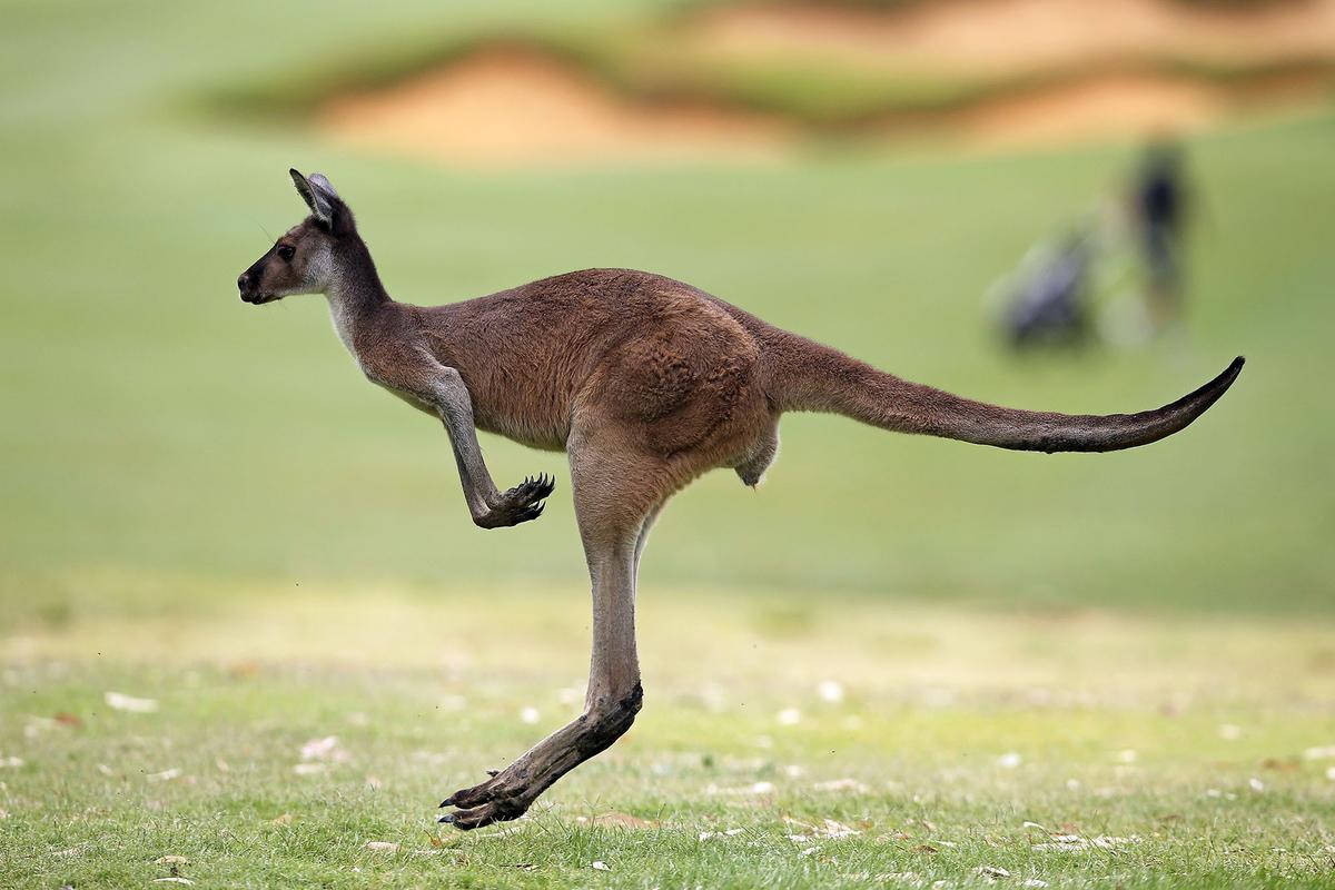 Video Shows Kangaroo Attacking Australian Paraglider After Perfect Landing