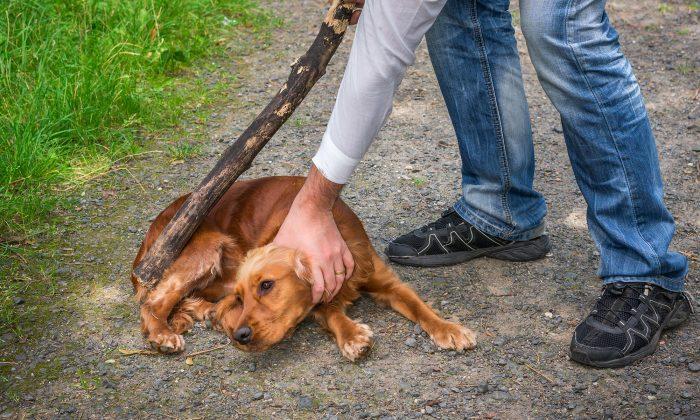 New Bill to Protect Our Animals Could See Abusers Get 7 Years Behind Bars