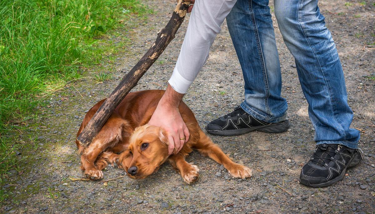 New Bill to Protect Our Animals Could See Abusers Get 7 Years Behind Bars